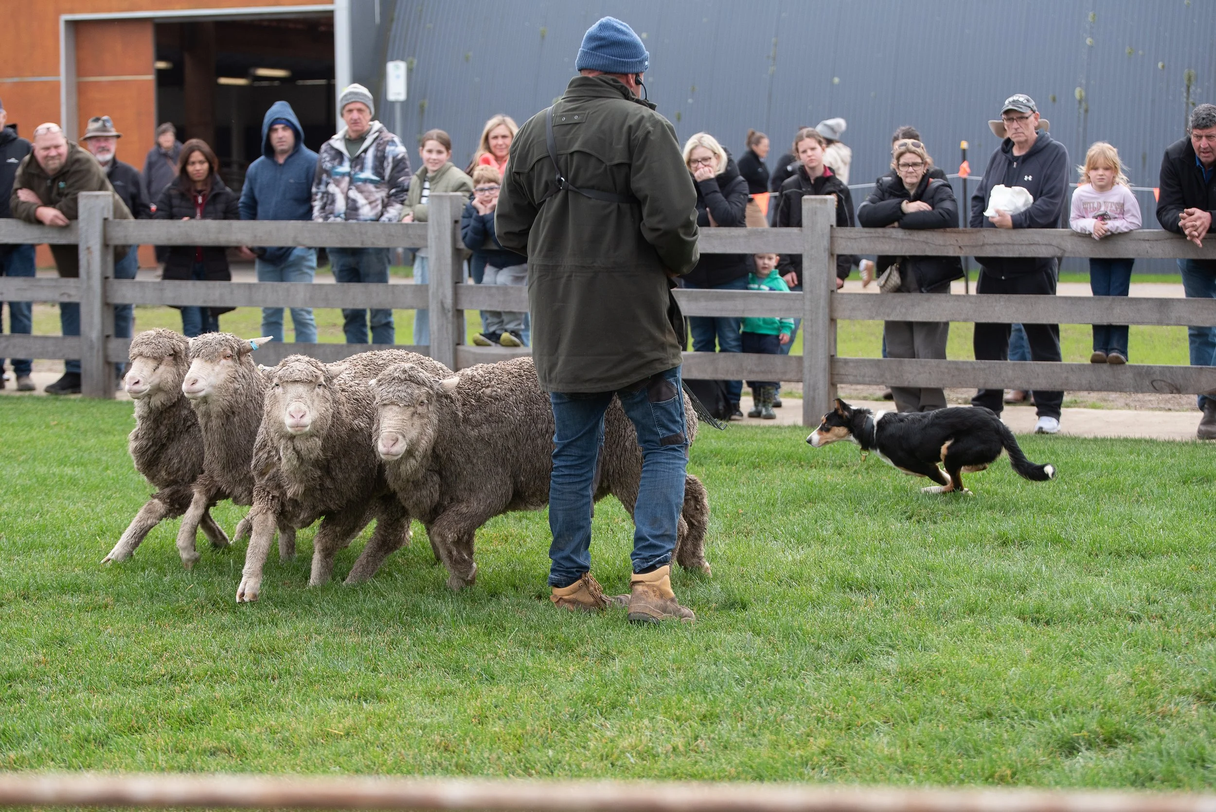 Border collie running around sheep at the 2026 Victorian Sheep Show, hosted by the Ballarat Agricultural and Pastoral