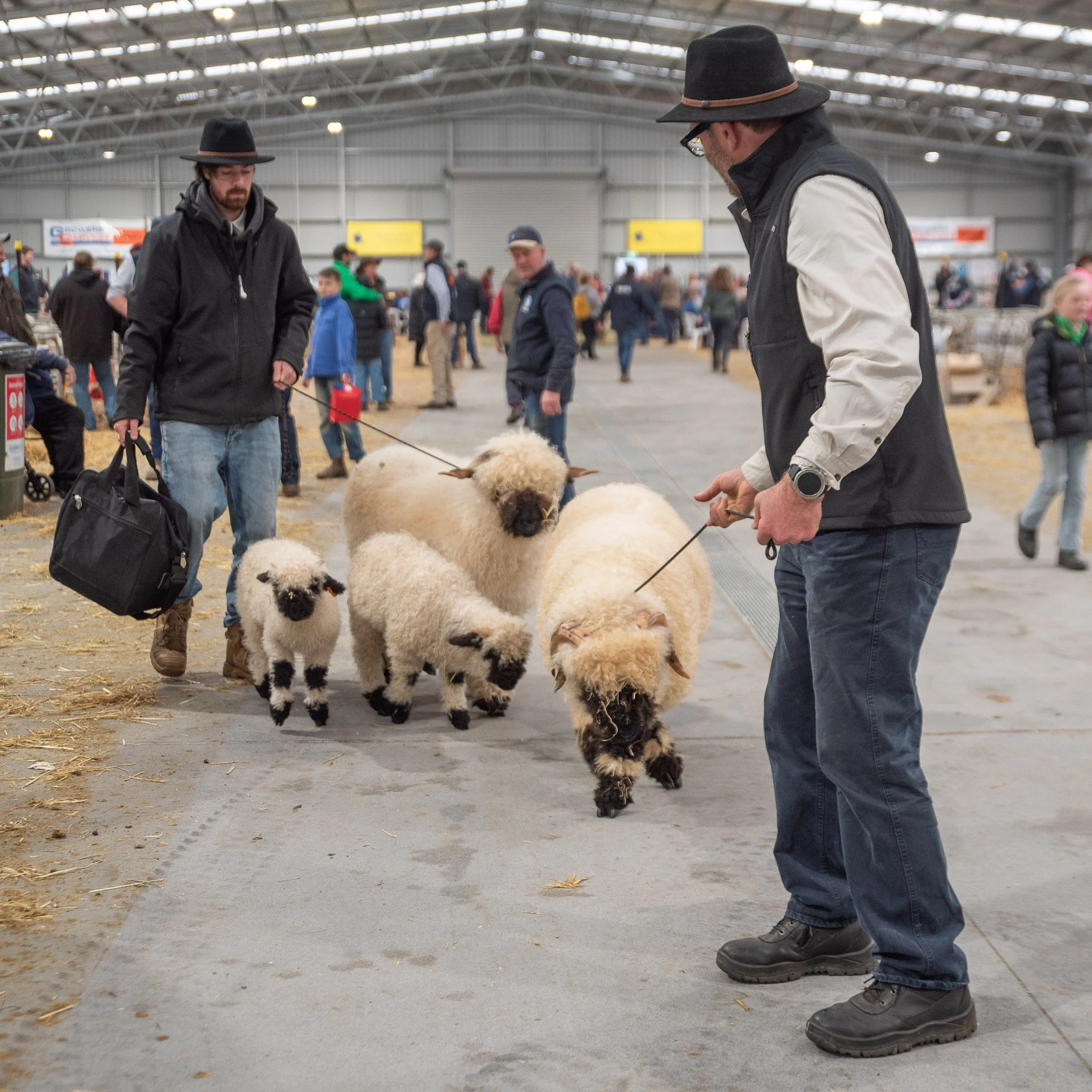 Sheep going home after long day at the 2026 Victorian Sheep Show, hosted by the Ballarat Agricultural and Pastoral
