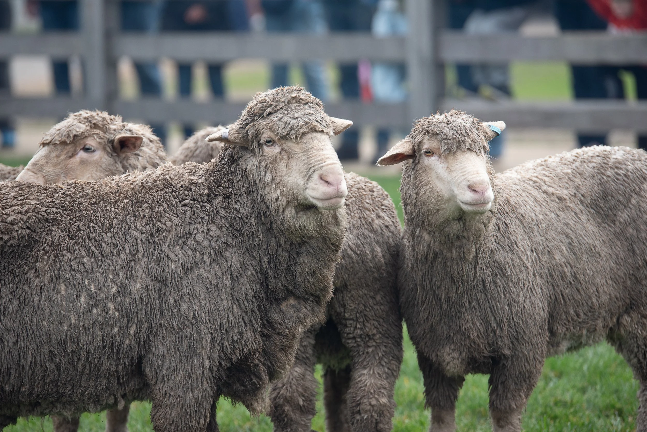 Capturing the 2026 Victorian Sheep Show at the Ballarat Showgrounds
