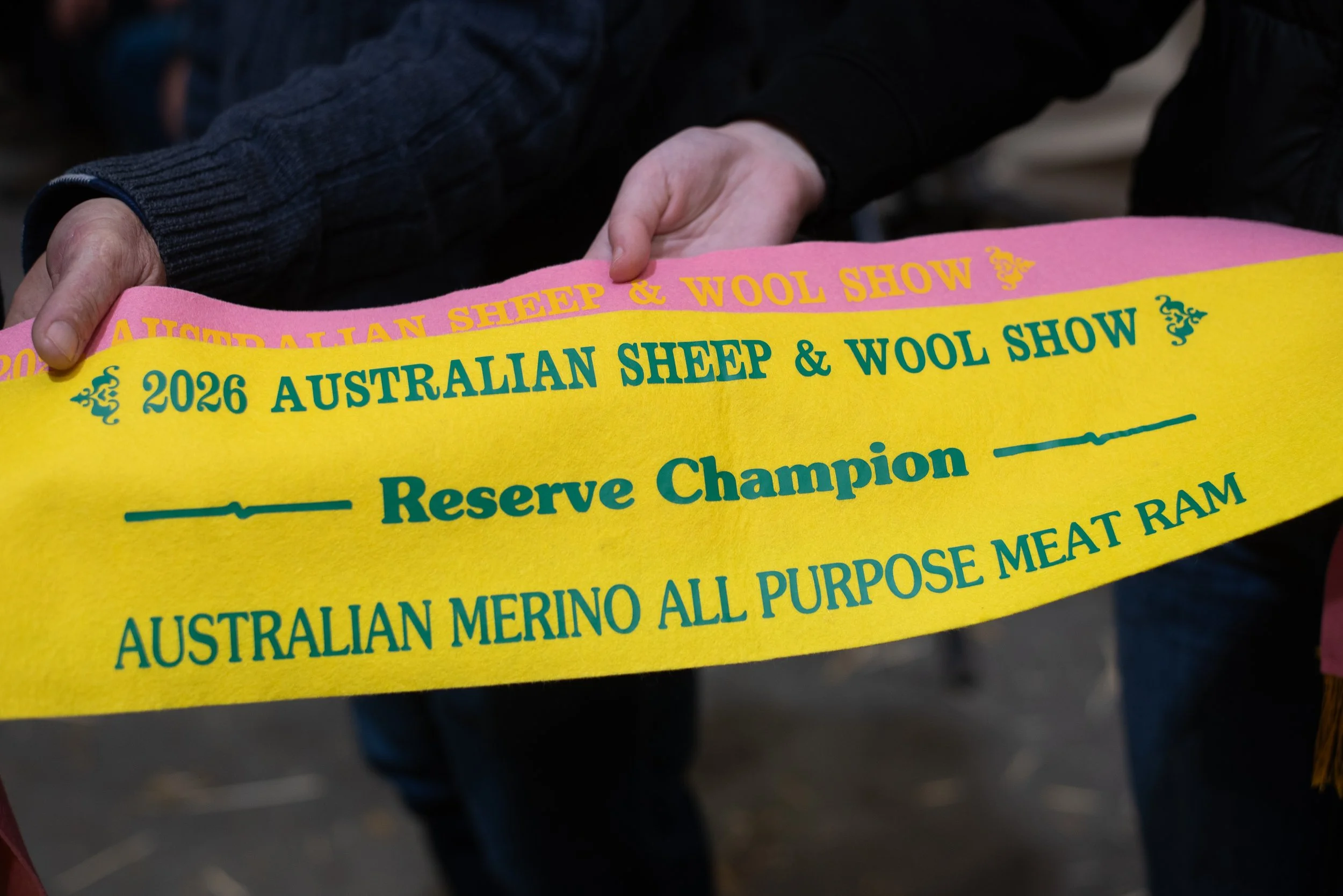 Champion Wool Sheep Photography