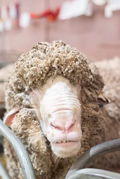 Merino Sheep Showcase Bendigo 2026
