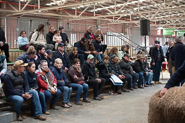 Visitors Admiring Merino Sheep