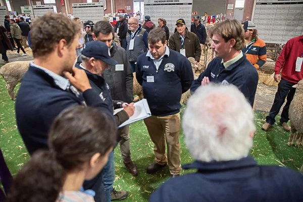Sheep Judging at Bendigo Wool Show