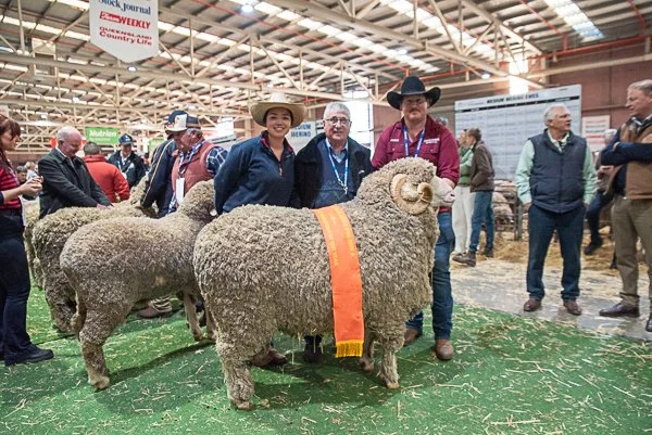 Prize Ribbon Merino Photography