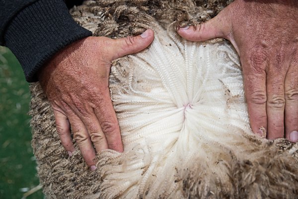 Farmers Celebrating Merino Success