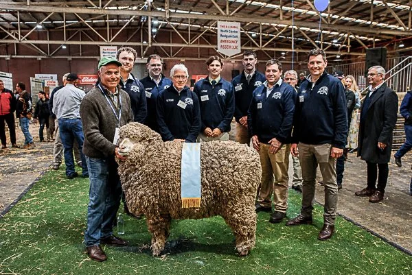 Merino Competition Winners