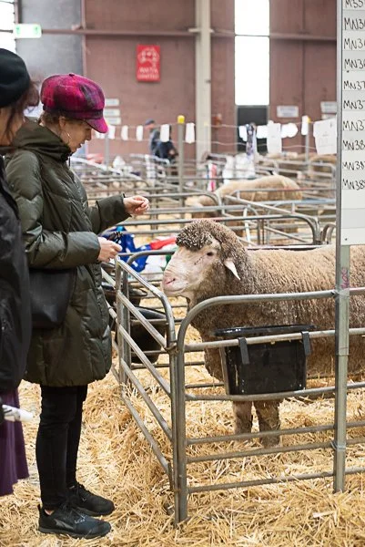 Merino Excellence on Display at the Bendigo Sheep &amp; Wool Show 2026