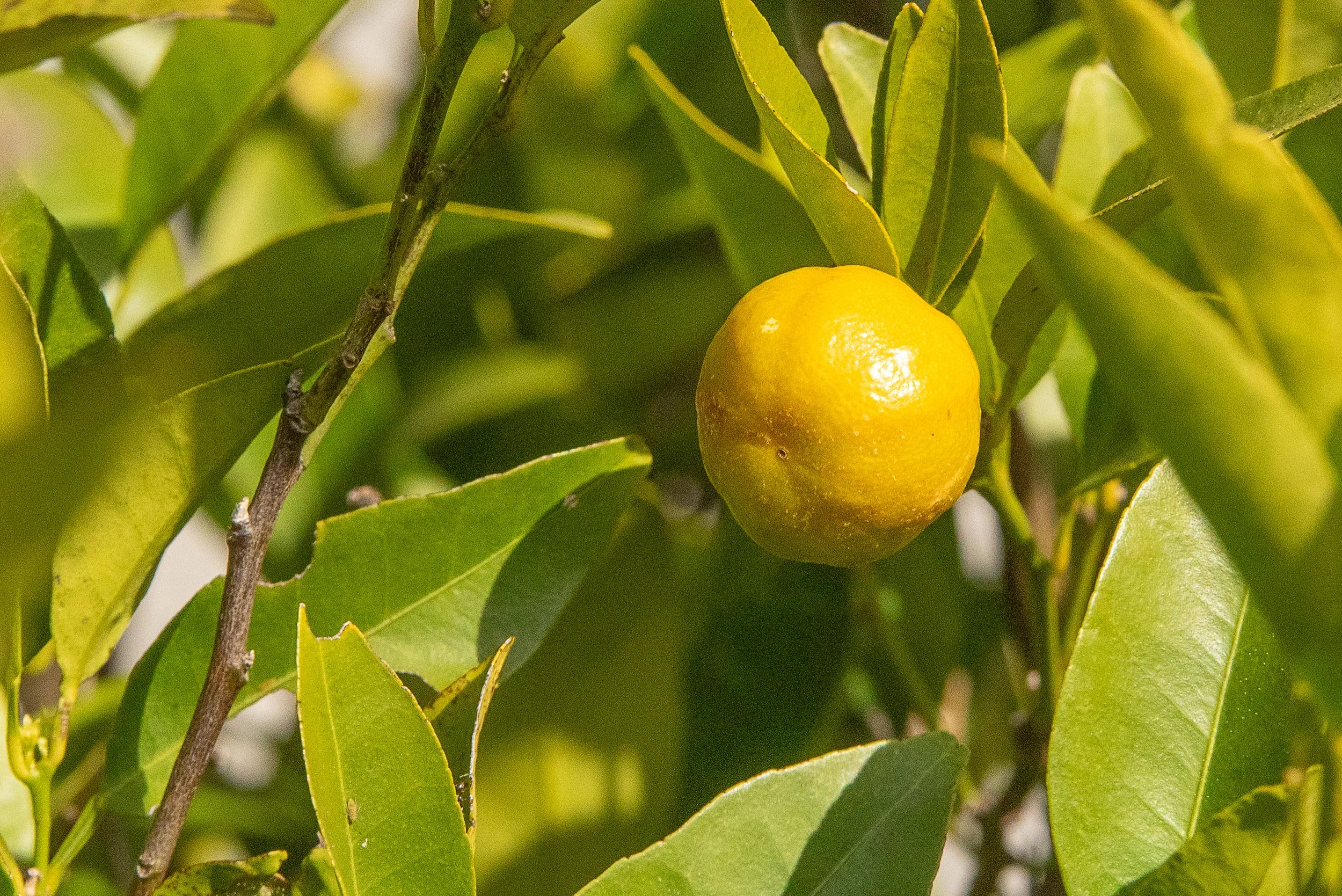 spring-5.JPG