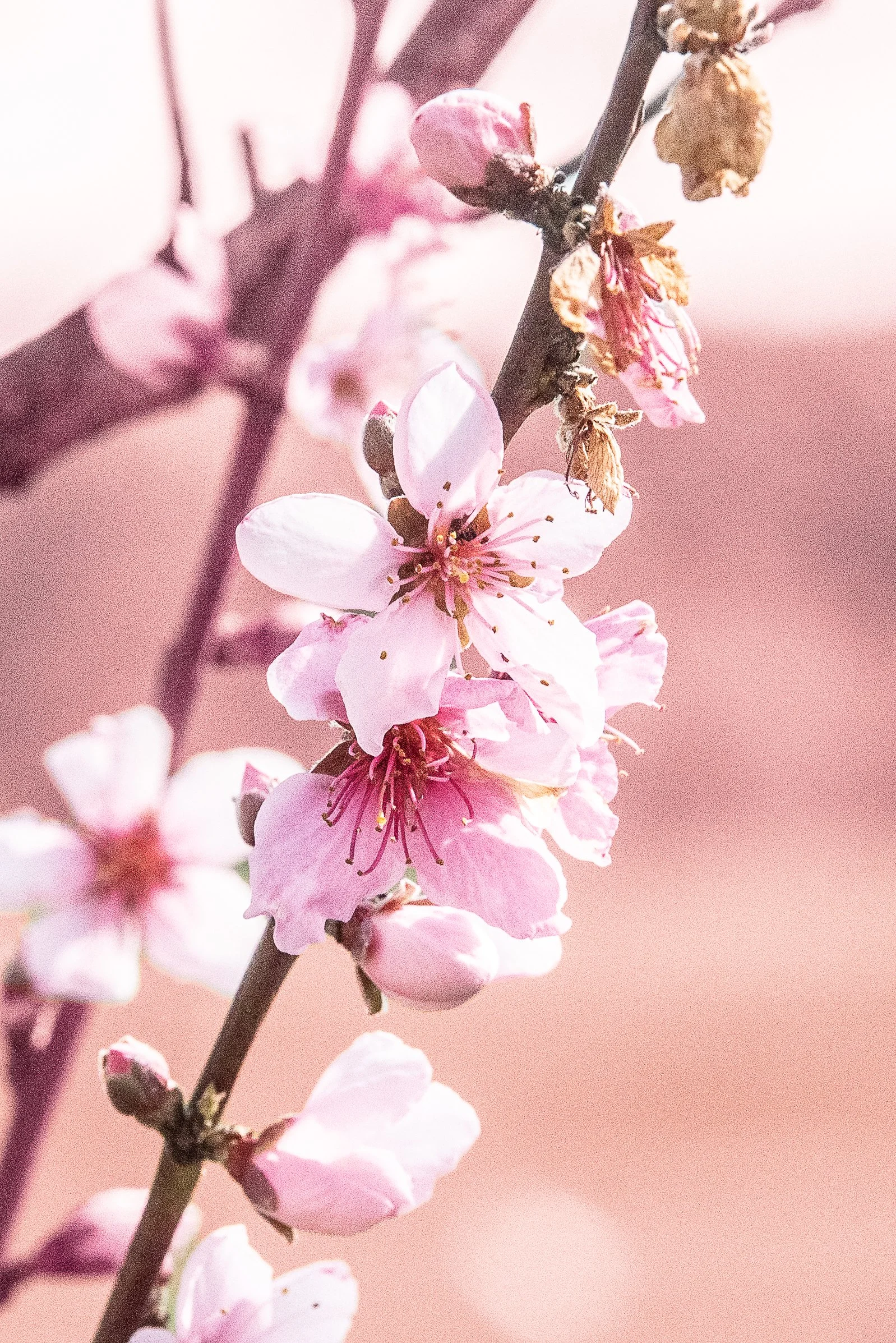 spring-9.JPG