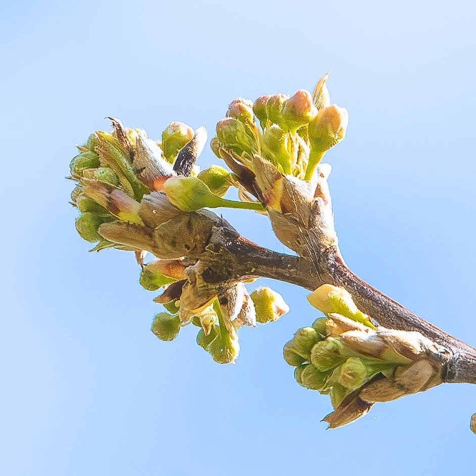 native flowers