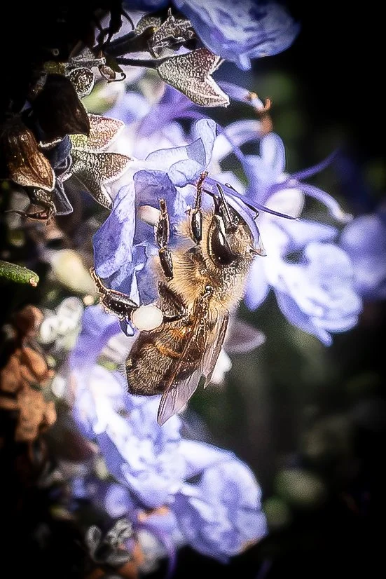spring-15.JPG
