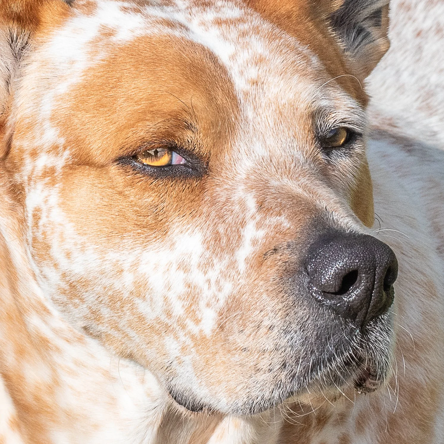 happy dog