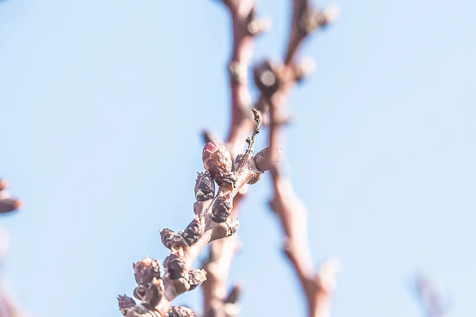 spring-4.JPG