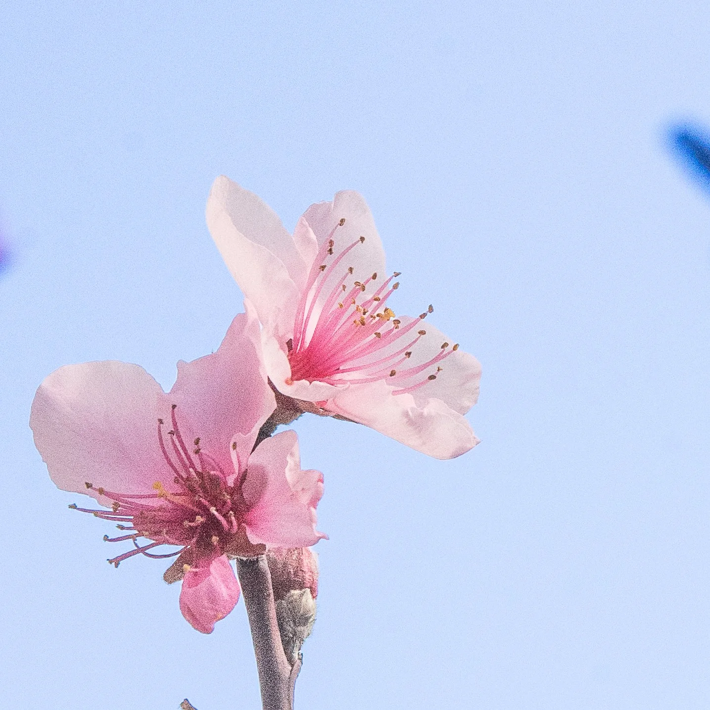 spring-7.JPG