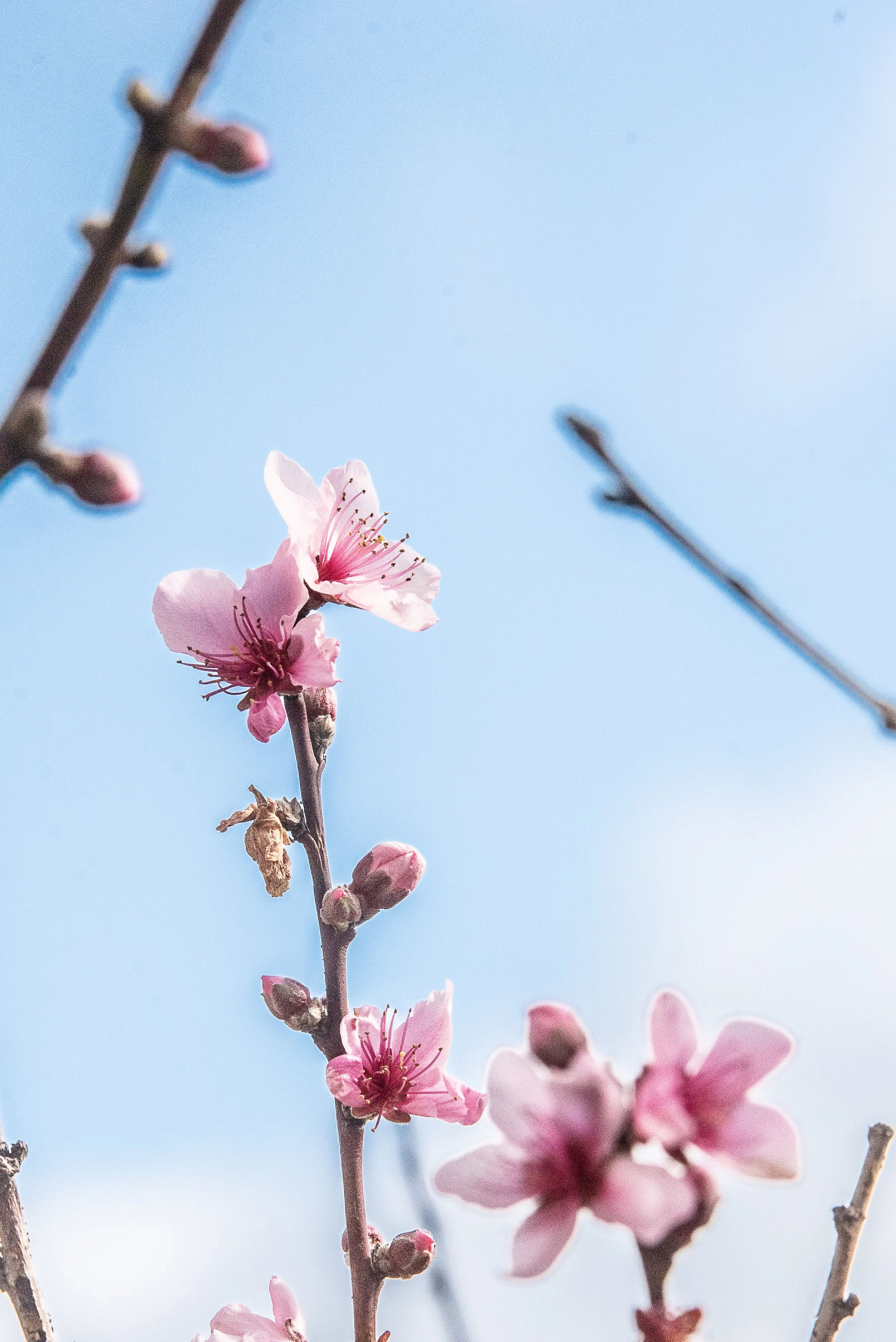 spring-6.JPG
