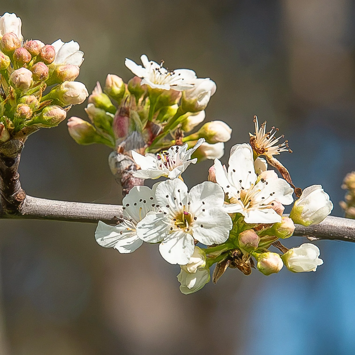 spring-11.JPG