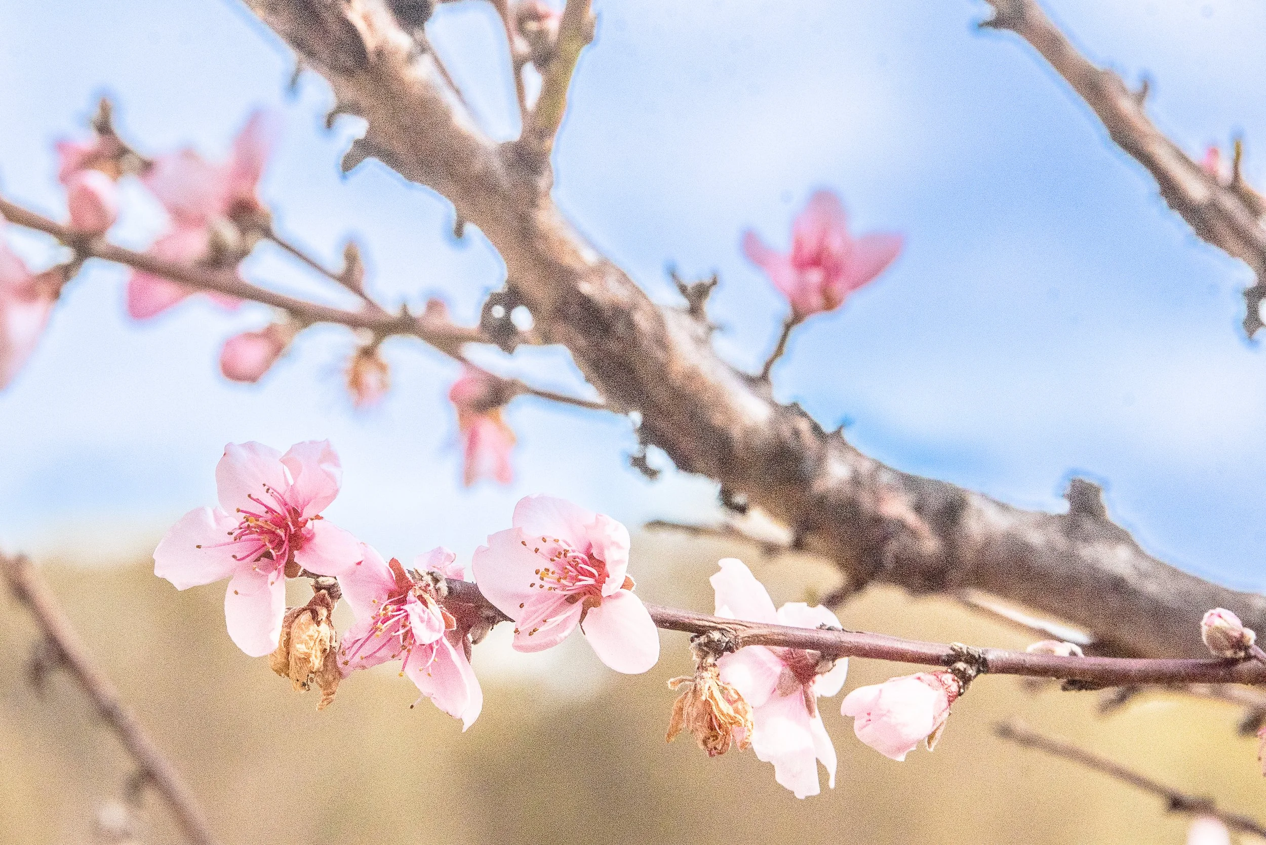 Spring has quietly arrived here in the country.