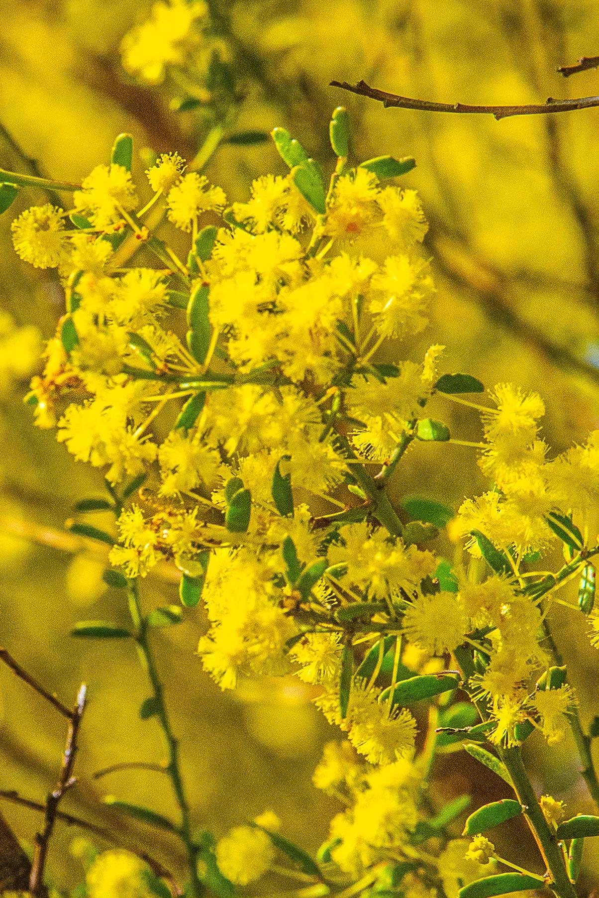 wattle tree Vic