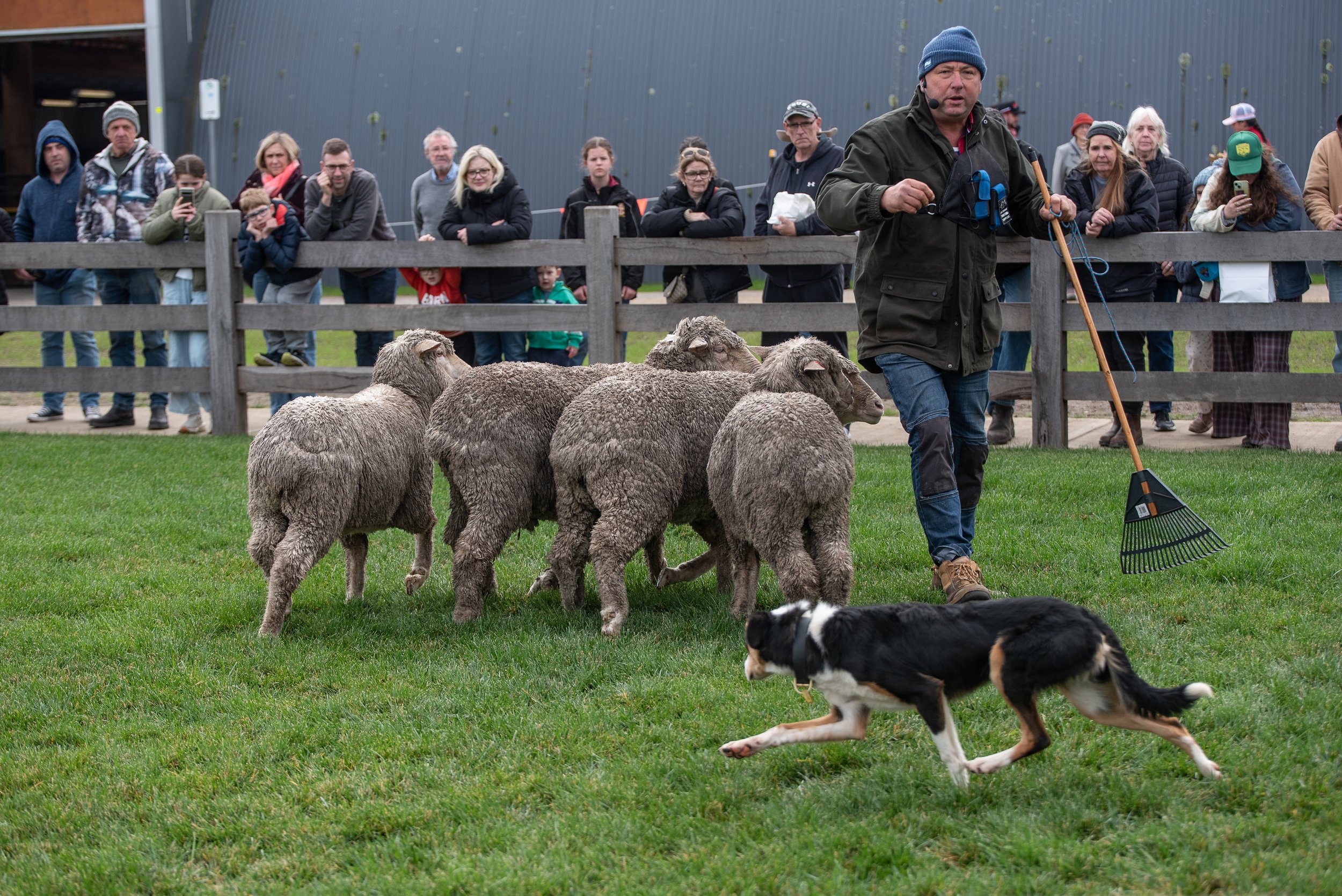 Border collie hersing flock of sheep at the 2026 Victorian Sheep Show in Ballarat
