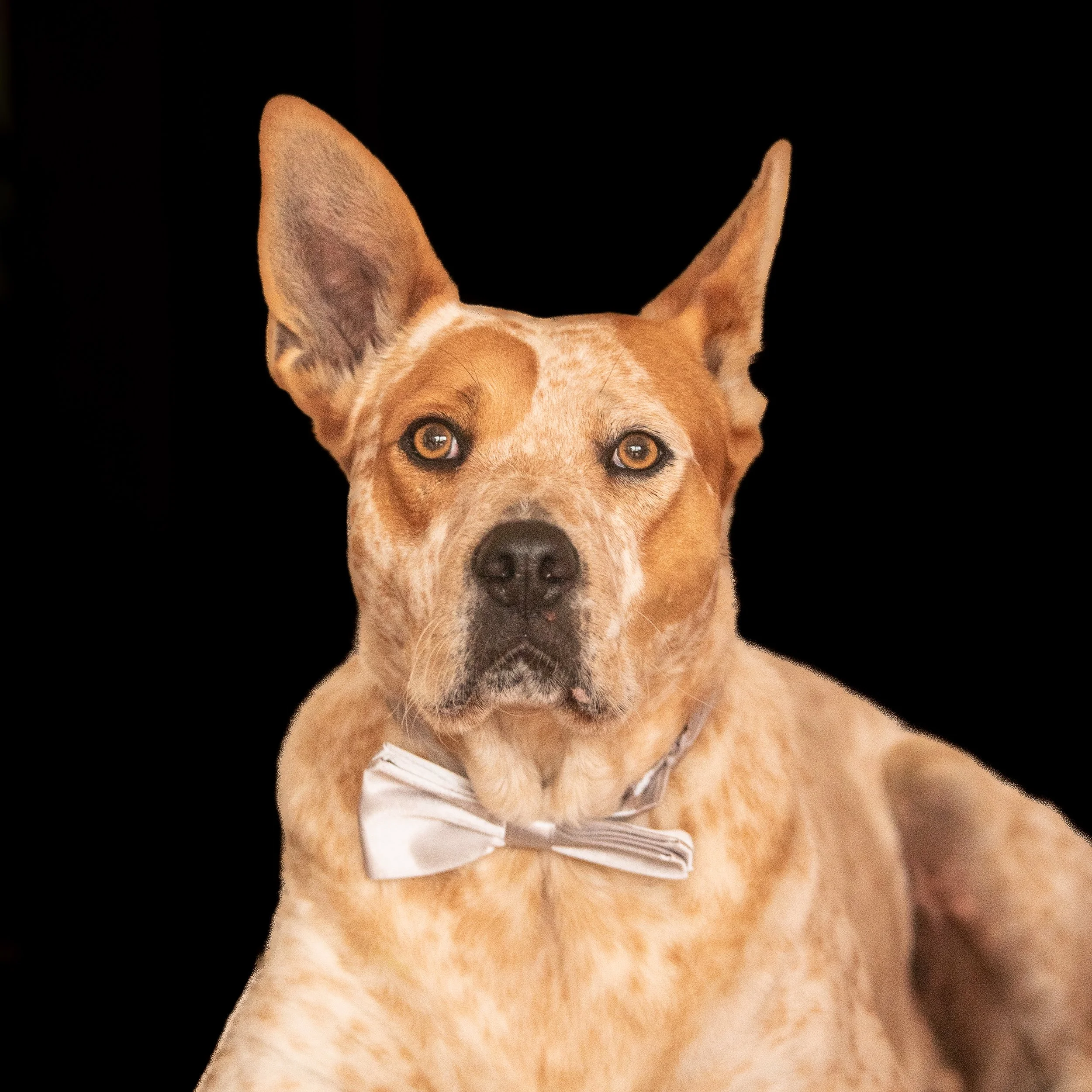 Angelika Waesch Bendigo dog image