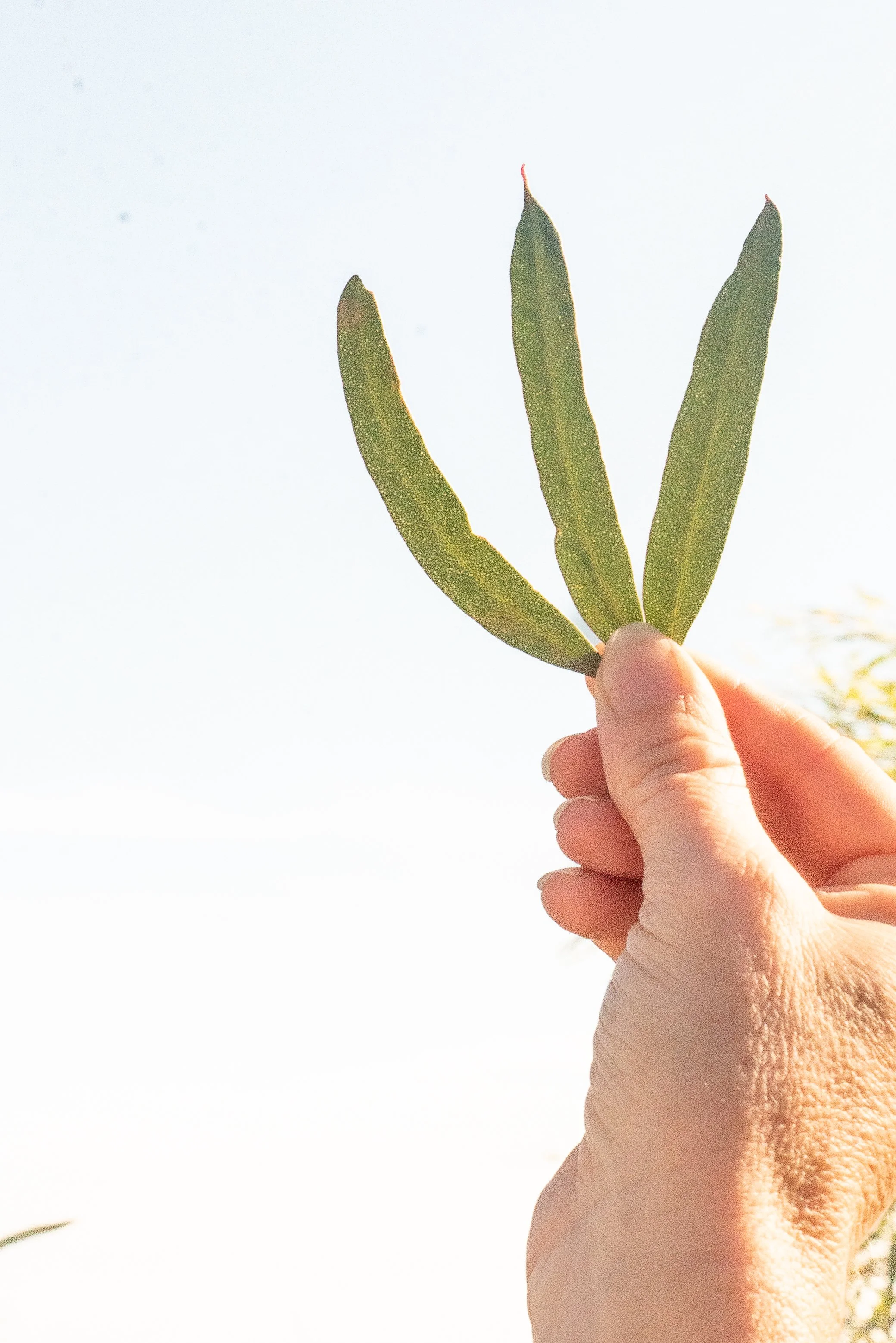 Bosisto's new plant opening in Country Victoria