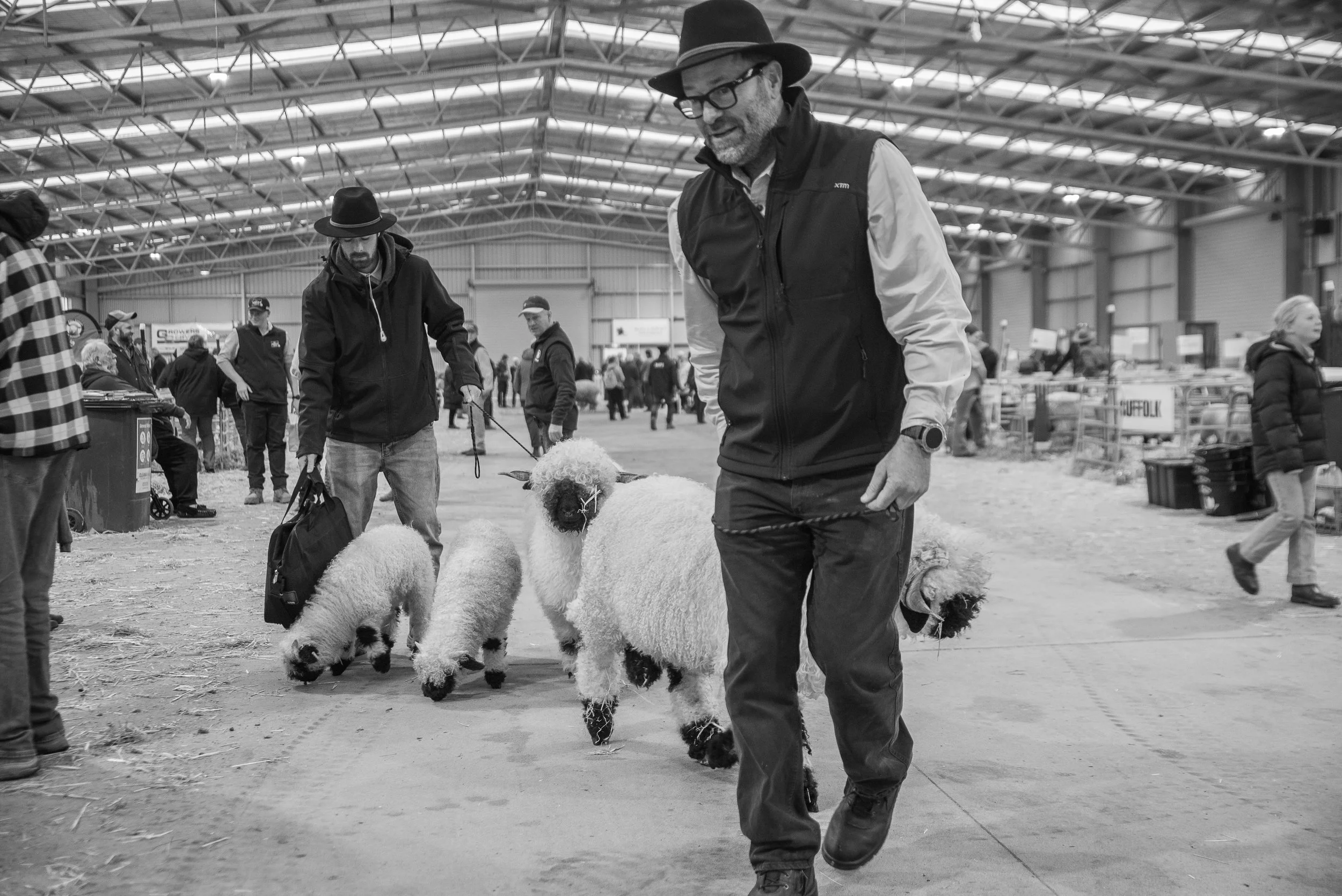 leaving the 2026 Victorian Sheep Show in Ballarat