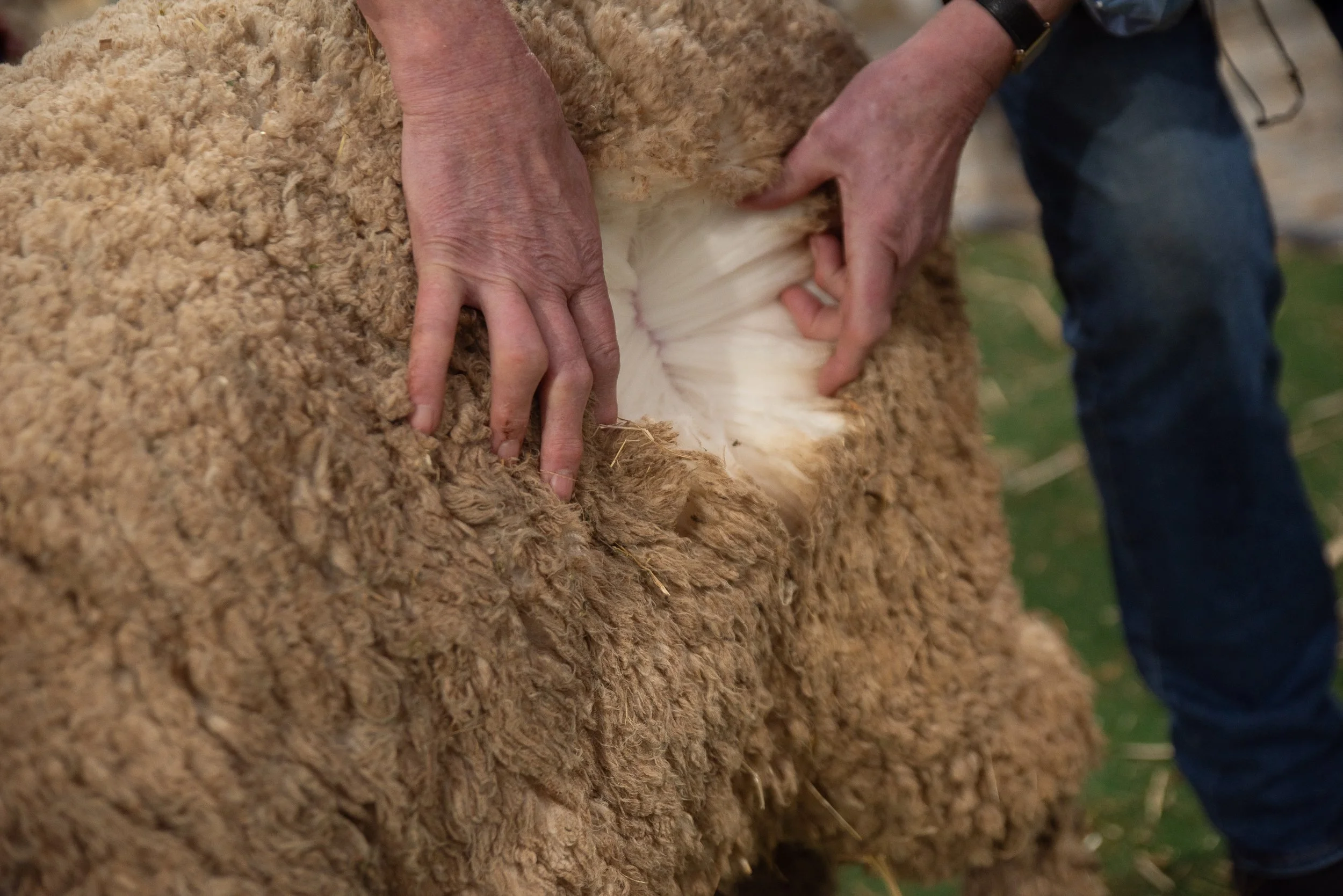 Fleece check Judge assessing a sheep during breed judging at the 2026 Victorian Sheep Show in Ballarat