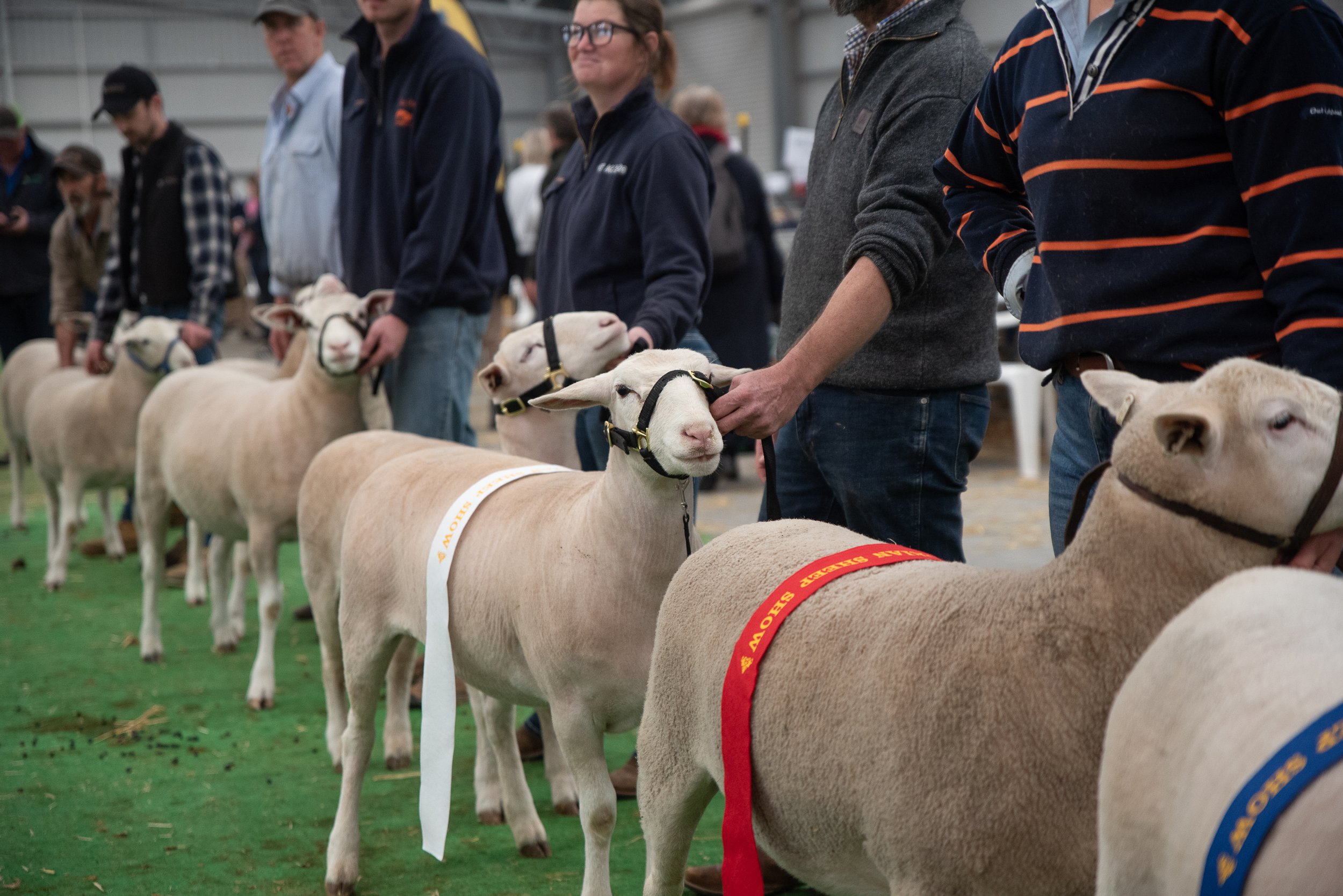  assessing sheep during breed judging at the 2026 Victorian Sheep Show in Ballarat