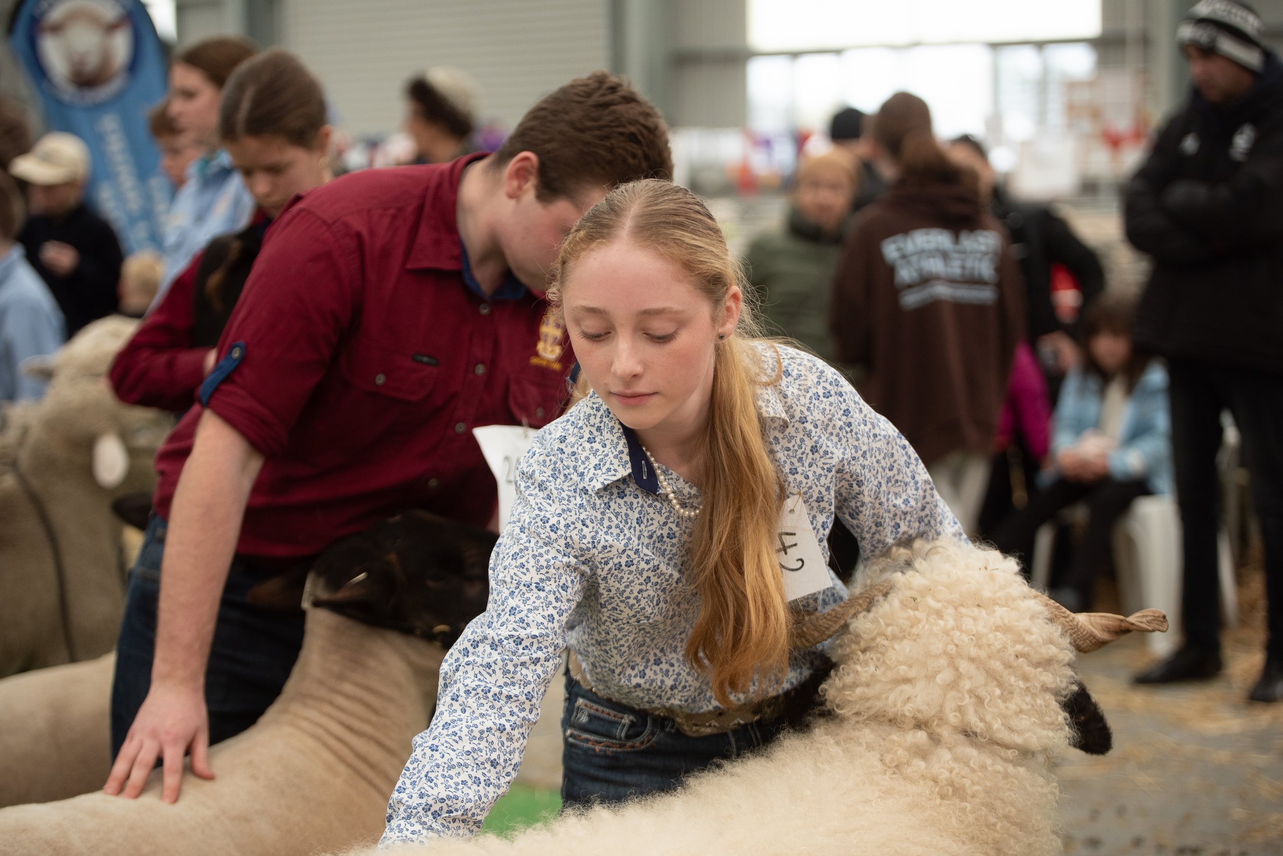 Student positioning sheep for judges at the 2026 Victorian Sheep Show in Ballarat