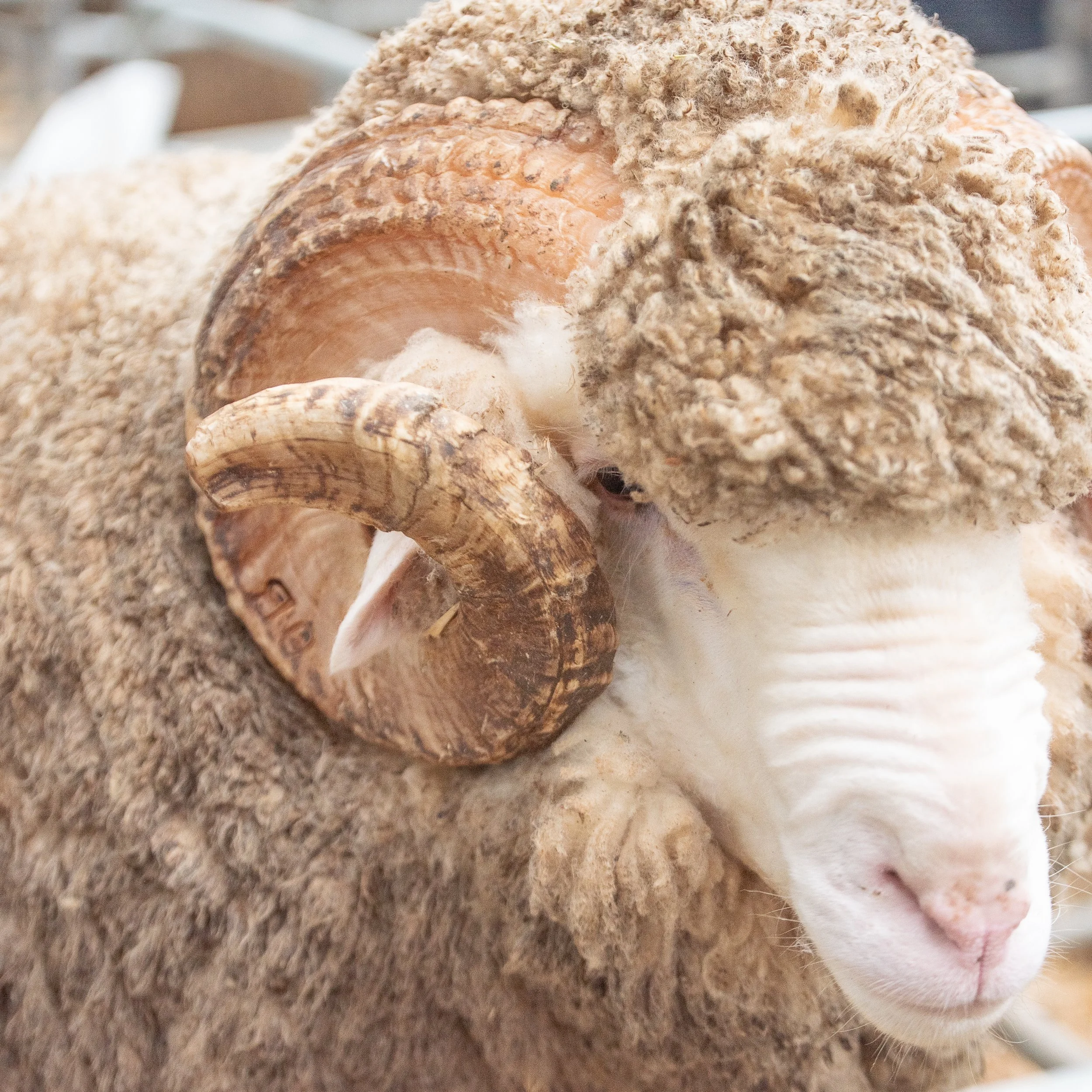 Victorian Sheep Show | Ballarat Event Photographywo