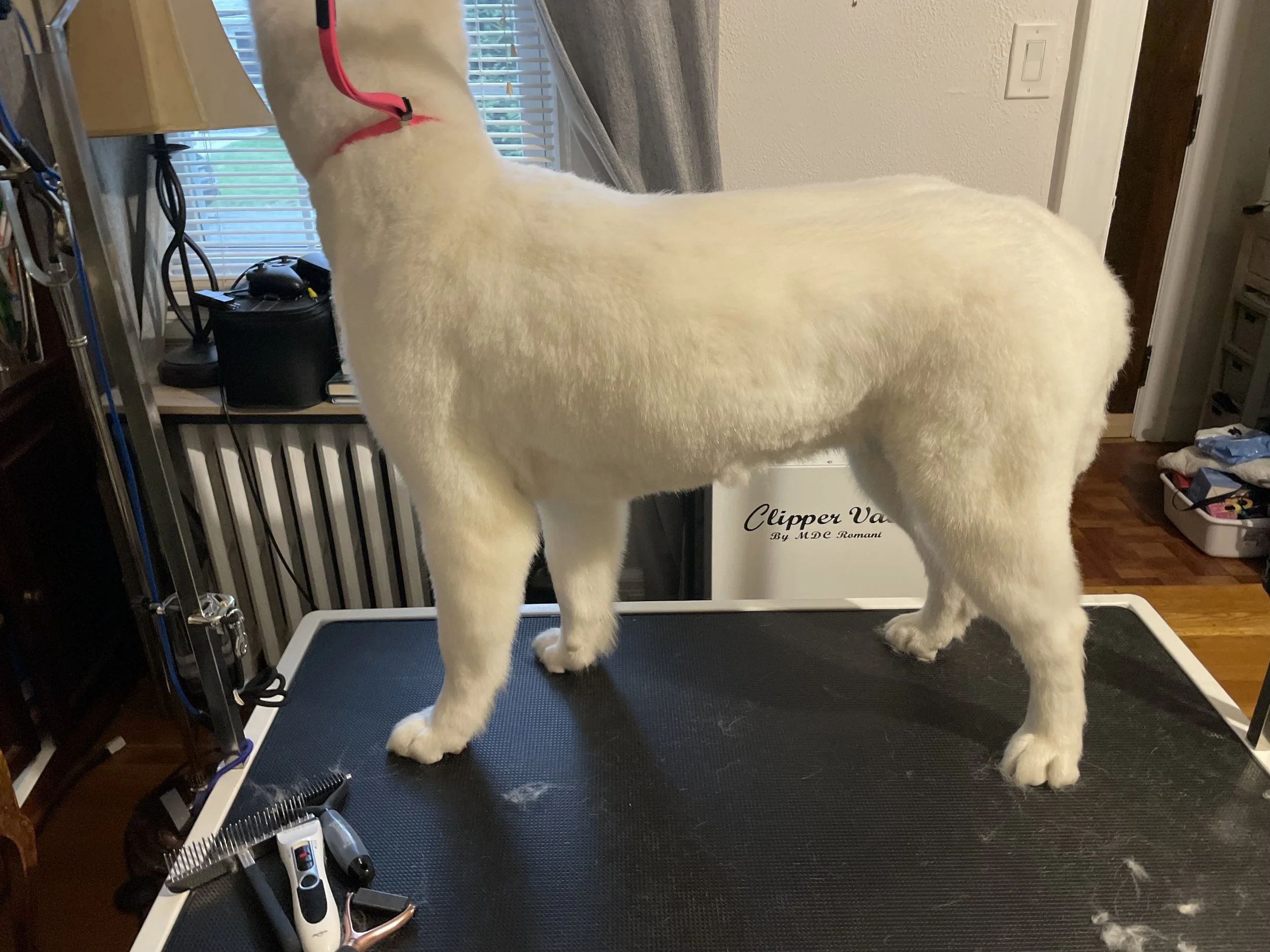 71374656478__23446CF1-20D6-4A67-96DE-71CB7298A85A 3.jpeg