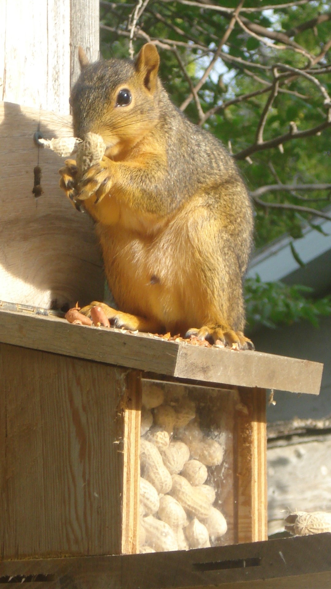 Squirrel Feeder