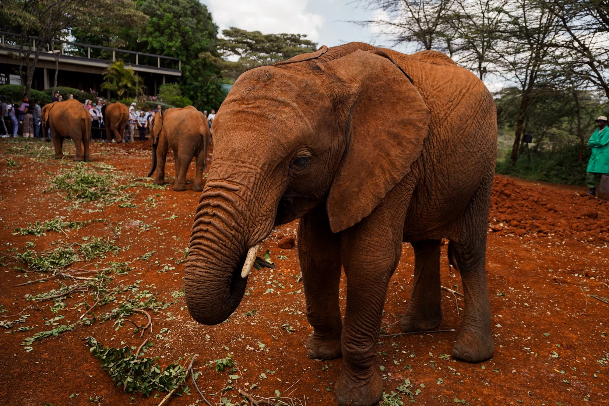Inside the Sheldrick Wildlife Trust: A First-Timer’s Guide to Kenya’s Iconic Elephant Sanctuary