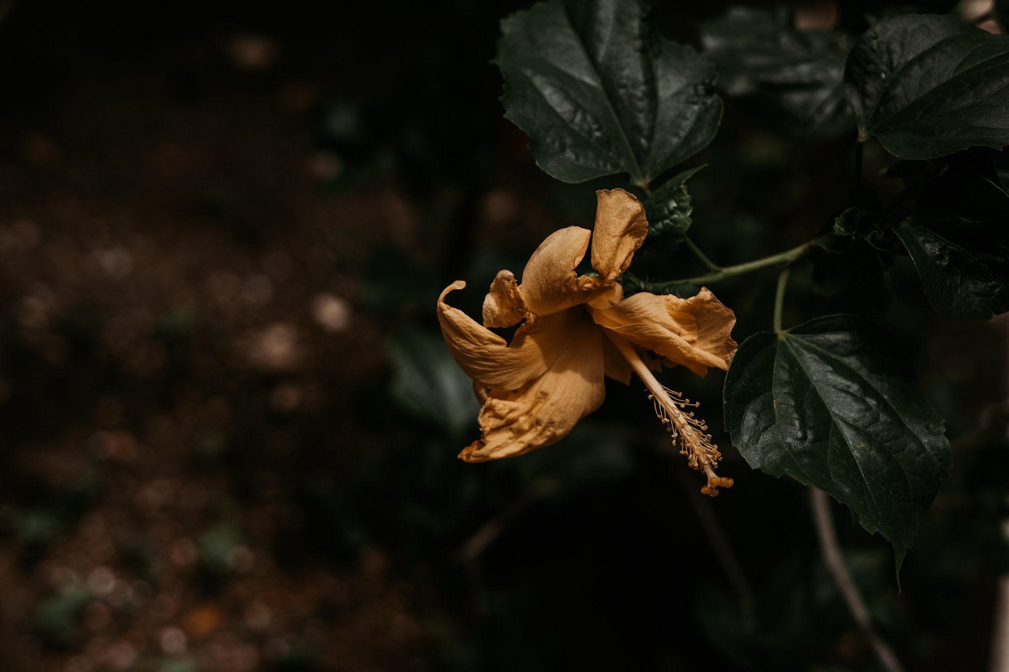 A Walk In Montego Bay, Jamaica