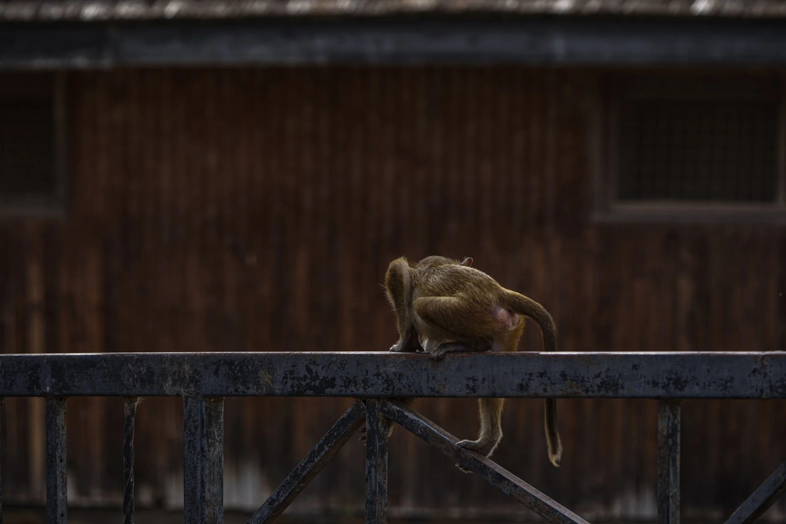 Vaccines You Need for a Safari in Kenya (and Which Ones You Can Skip)