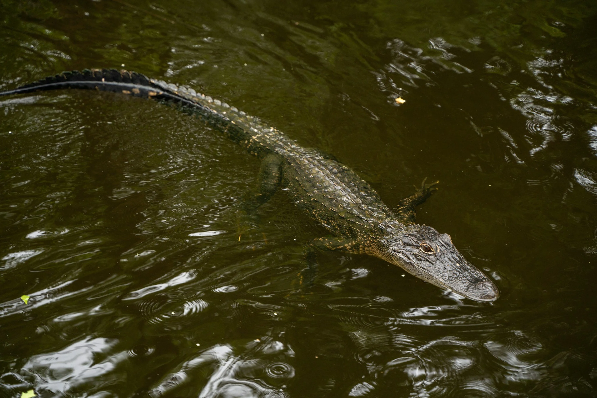 Honey Island Swamp Tour Guide: What to Know Before You Go