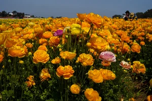 In Bloom: Carlsbad Flower Fields — The Truth Traveller