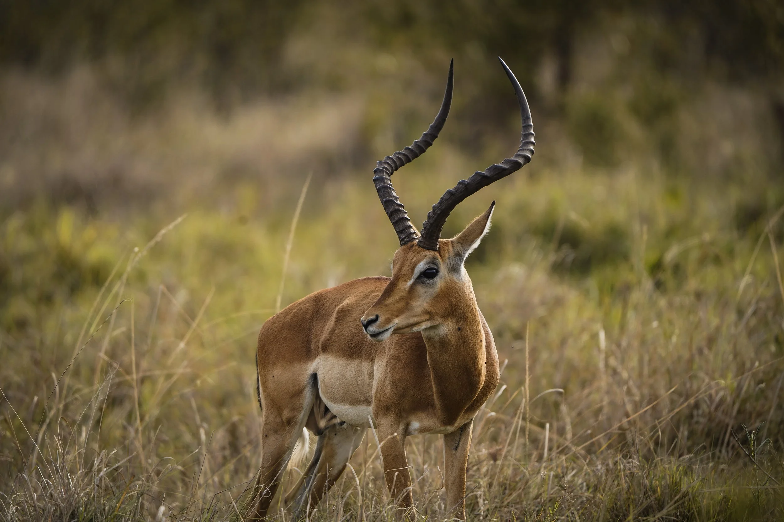 Why November Might Be the Best Time for a Kenya Safari (And Why Almost Nobody Books It)