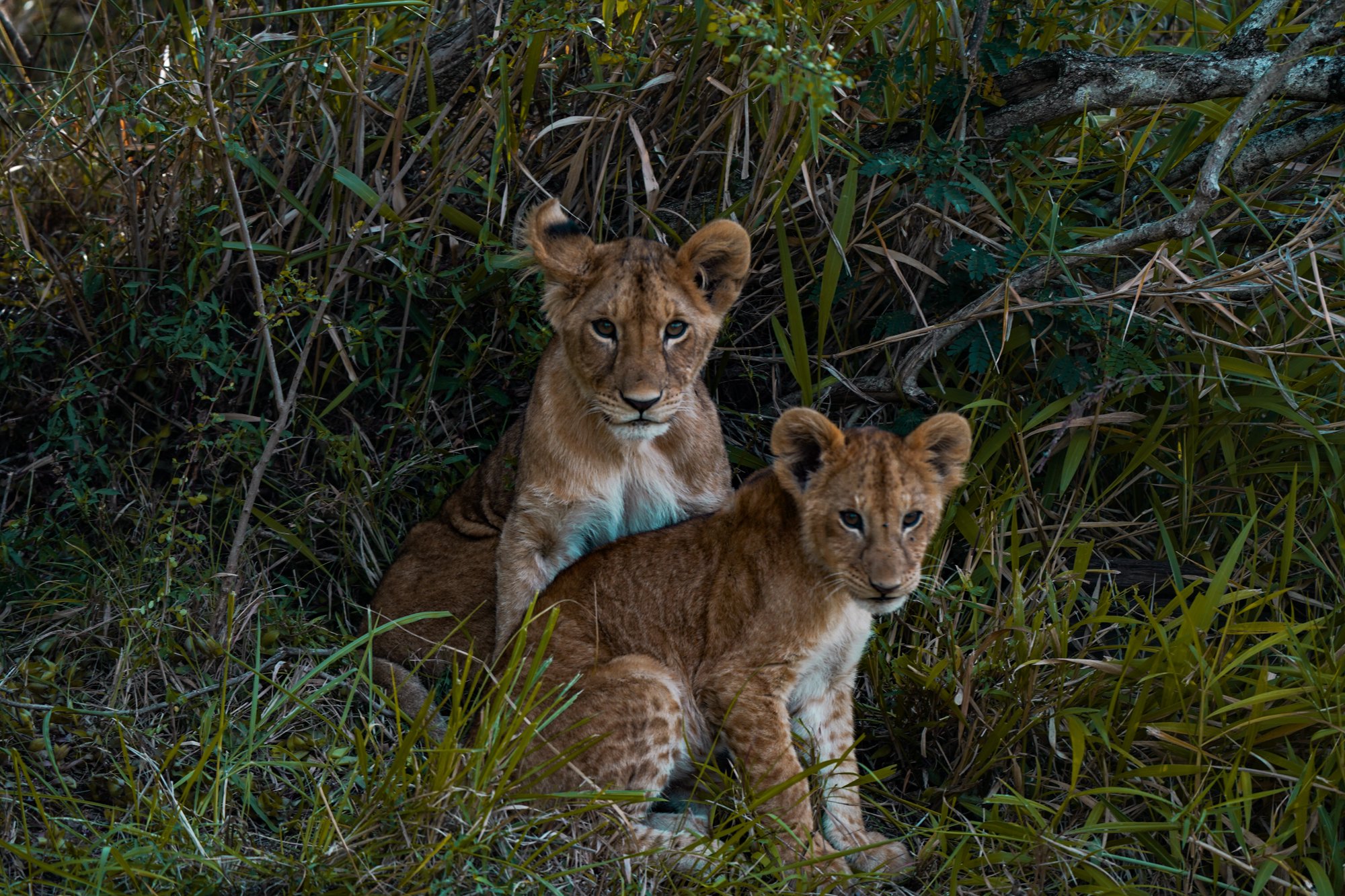 Why Maasai Mara Is the Safari You’ve Been Dreaming Of