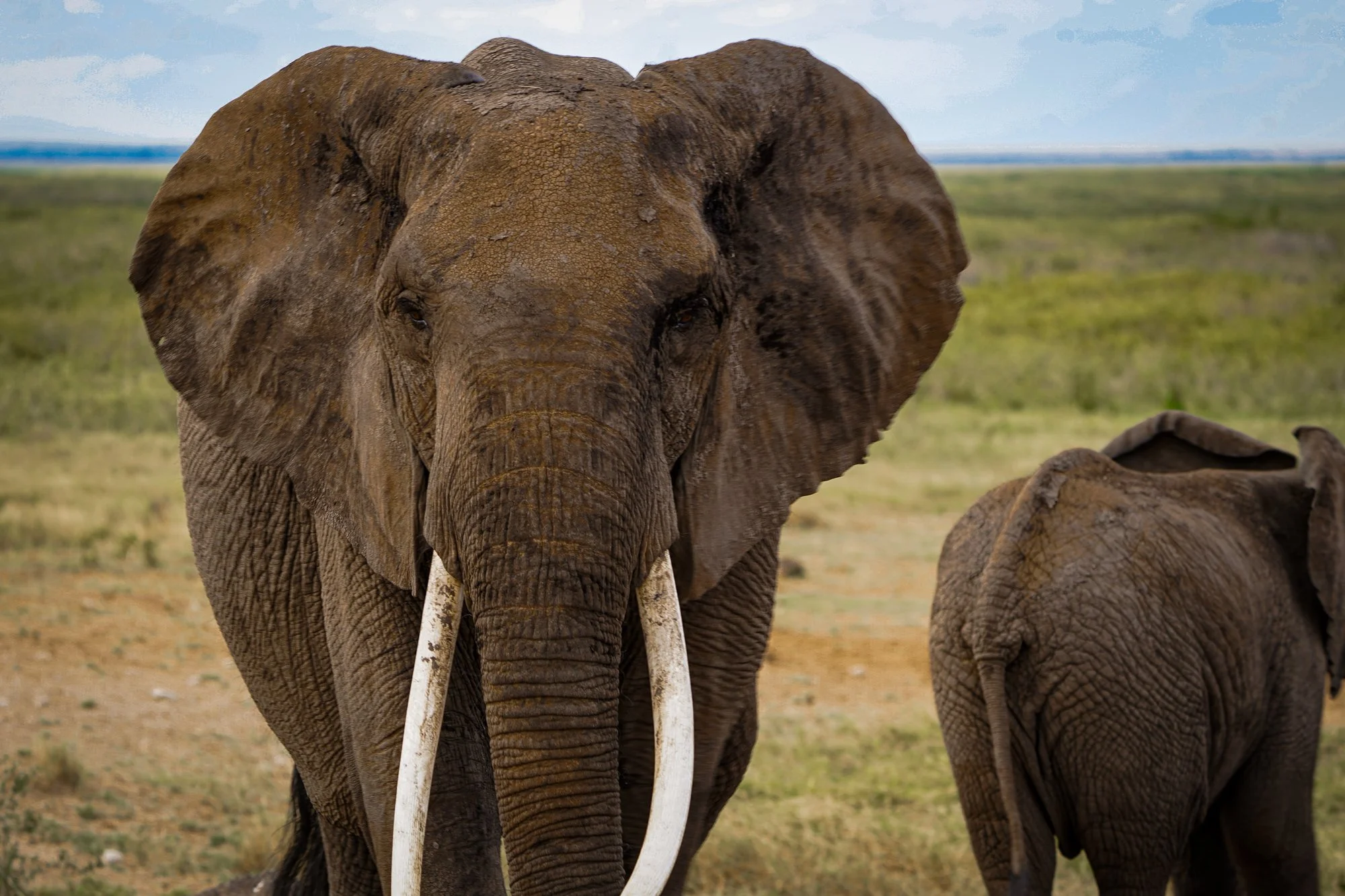 What to Expect at Amboseli National Park: Wildlife, Weather, and Best Times to Visit