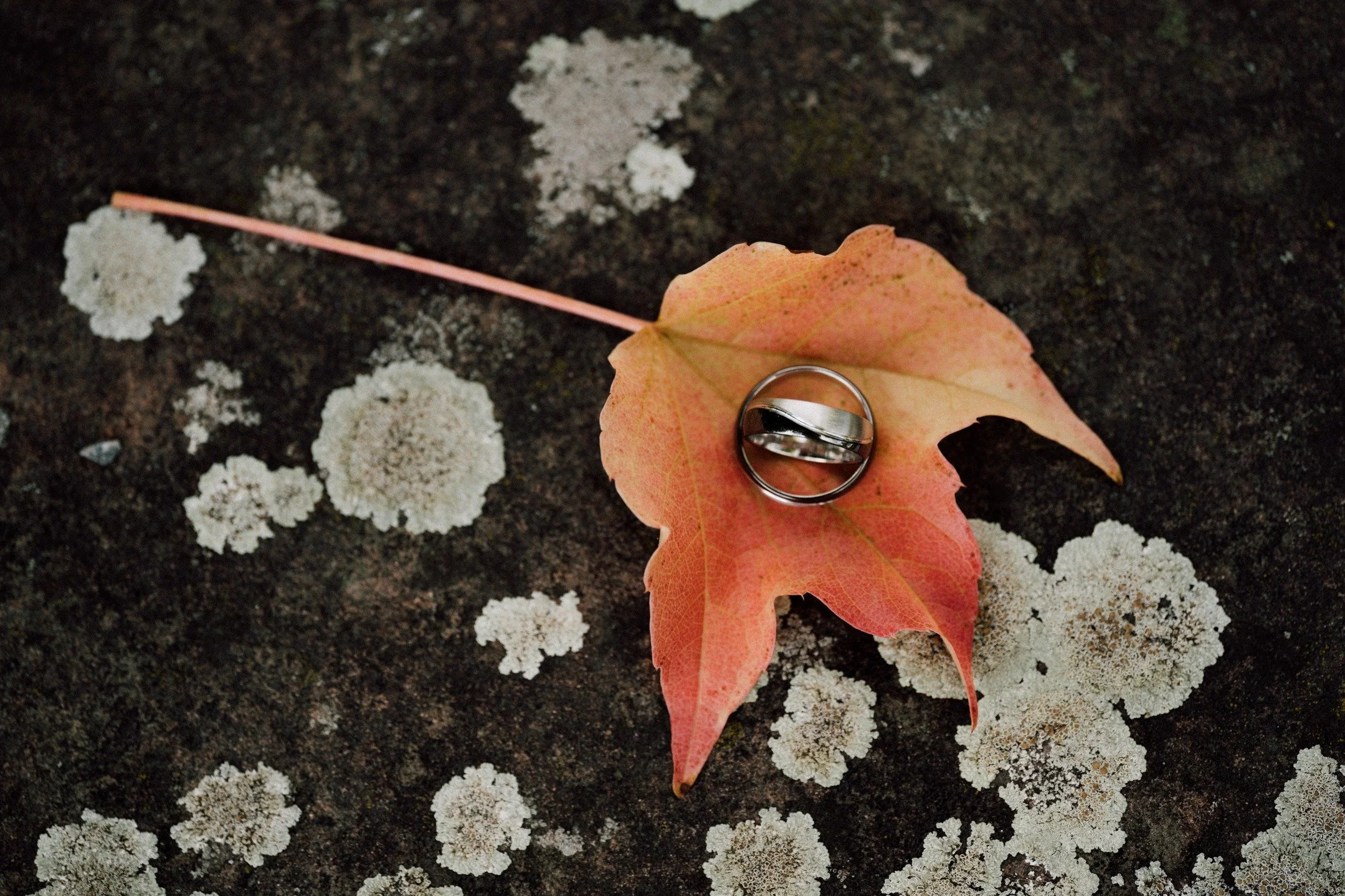 Die Farben des Herbstes erz&auml;hlen ihre ganz eigene Geschichte.

Warm, ruhig, ein bisschen melancholisch, als w&uuml;rde die Natur einmal tief durchatmen.

Zwischen all dem Vergehen liegt so viel Sch&ouml;nheit: kr&auml;ftiges Orange, sanftes Rot,