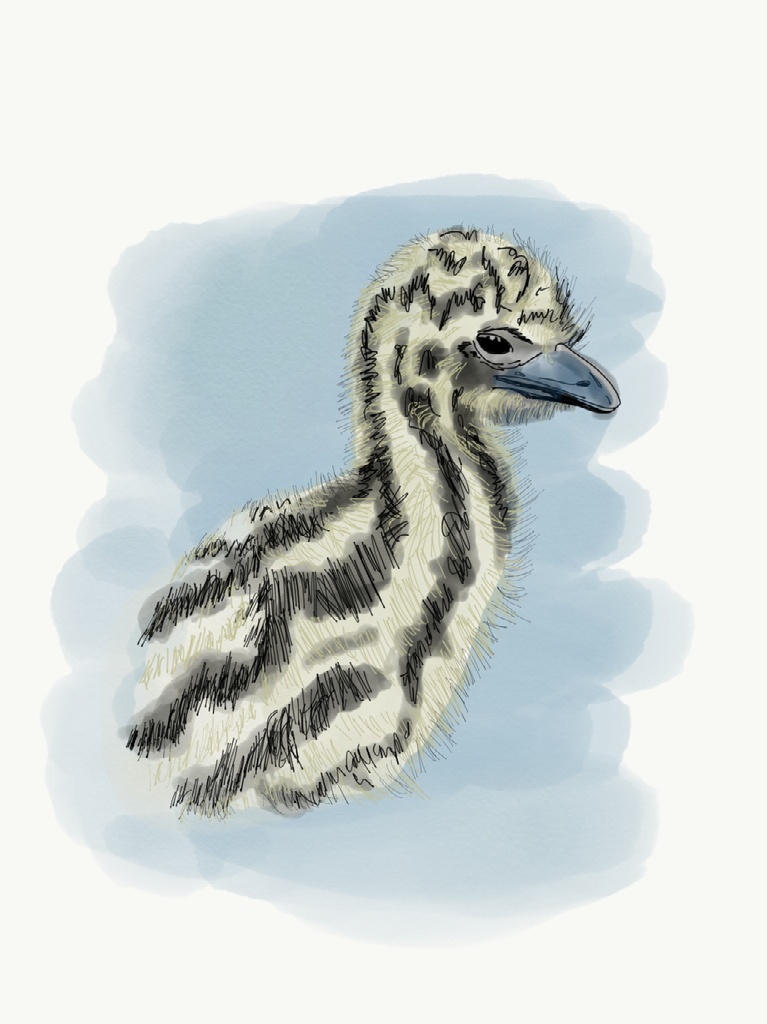 Emu Chick[88].png