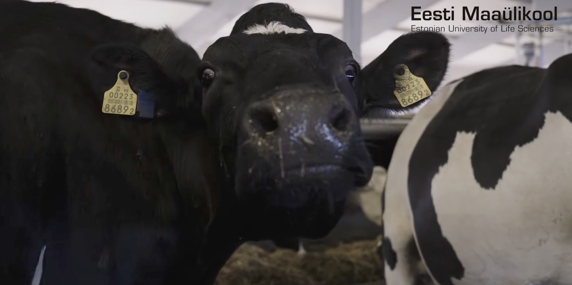 EMÜ - Veterinaarmeditsiini tutvustav video 