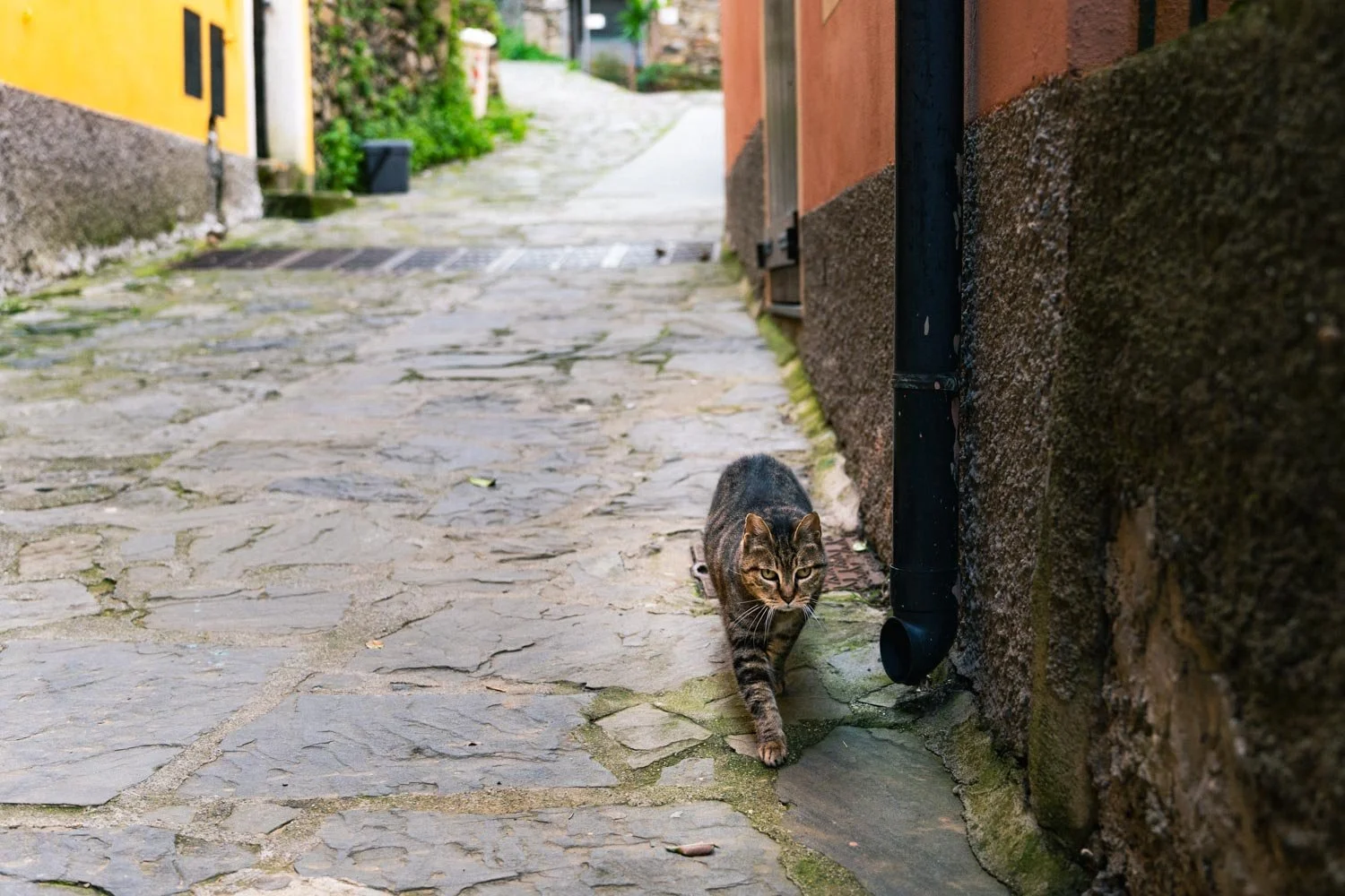 2024_04_Cinqueterre-9015.jpg