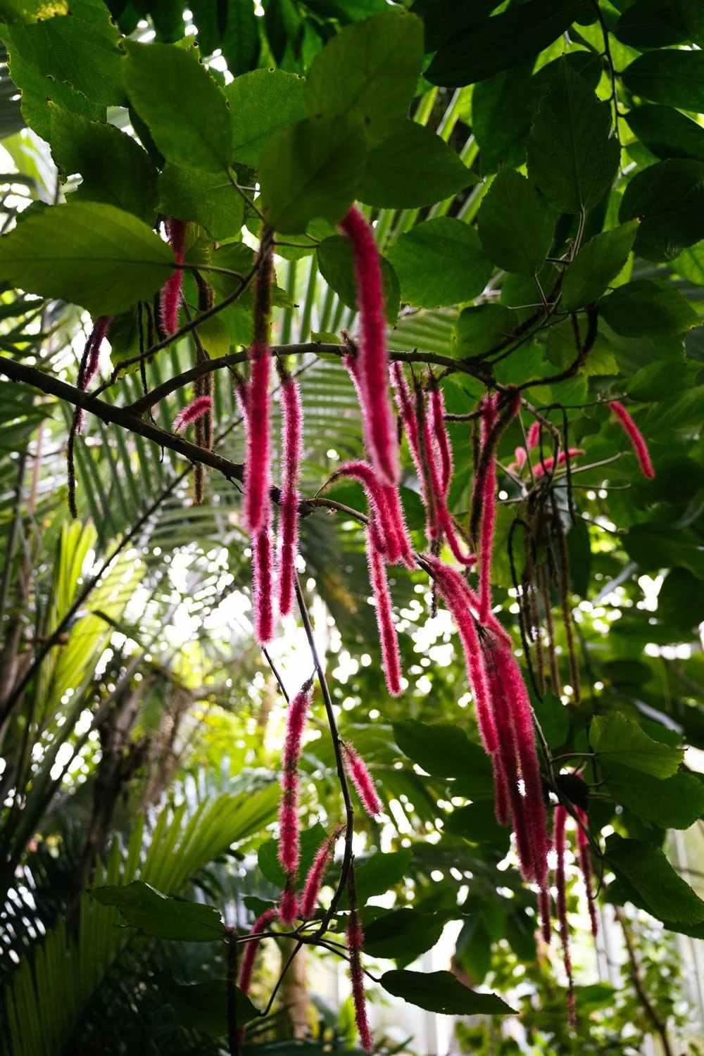 2024_10_Botanischer_Garten-5614.jpg