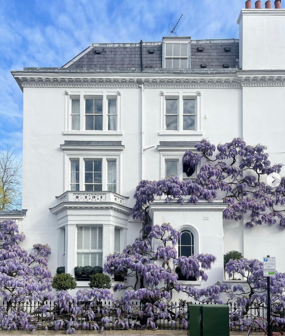 A wisteria clad London townhouse