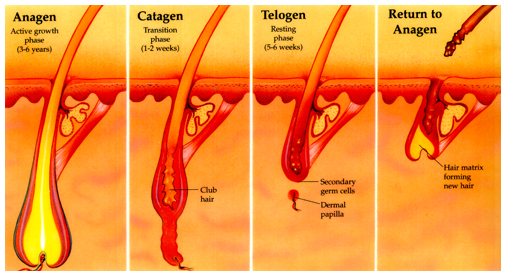 Understanding the Normal Hair Growth Cycle: A Biological Overview