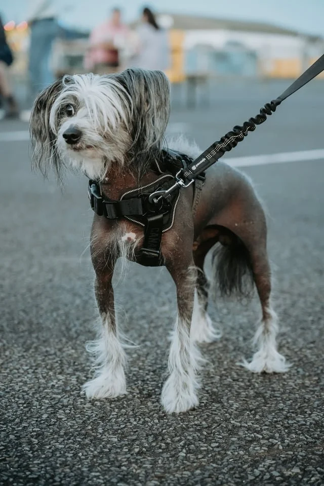 4172