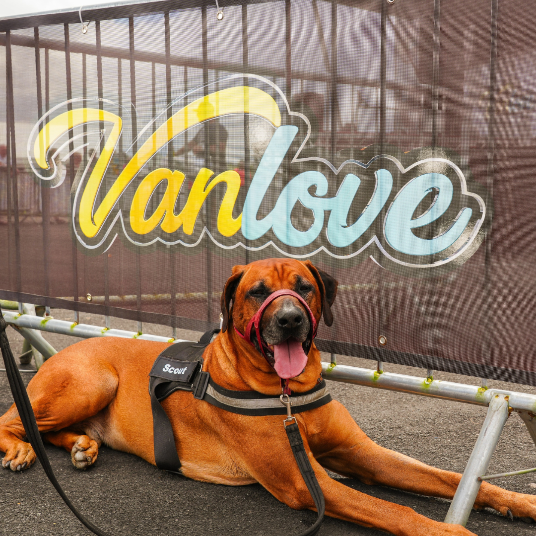 dog walk vanlove fest 2025