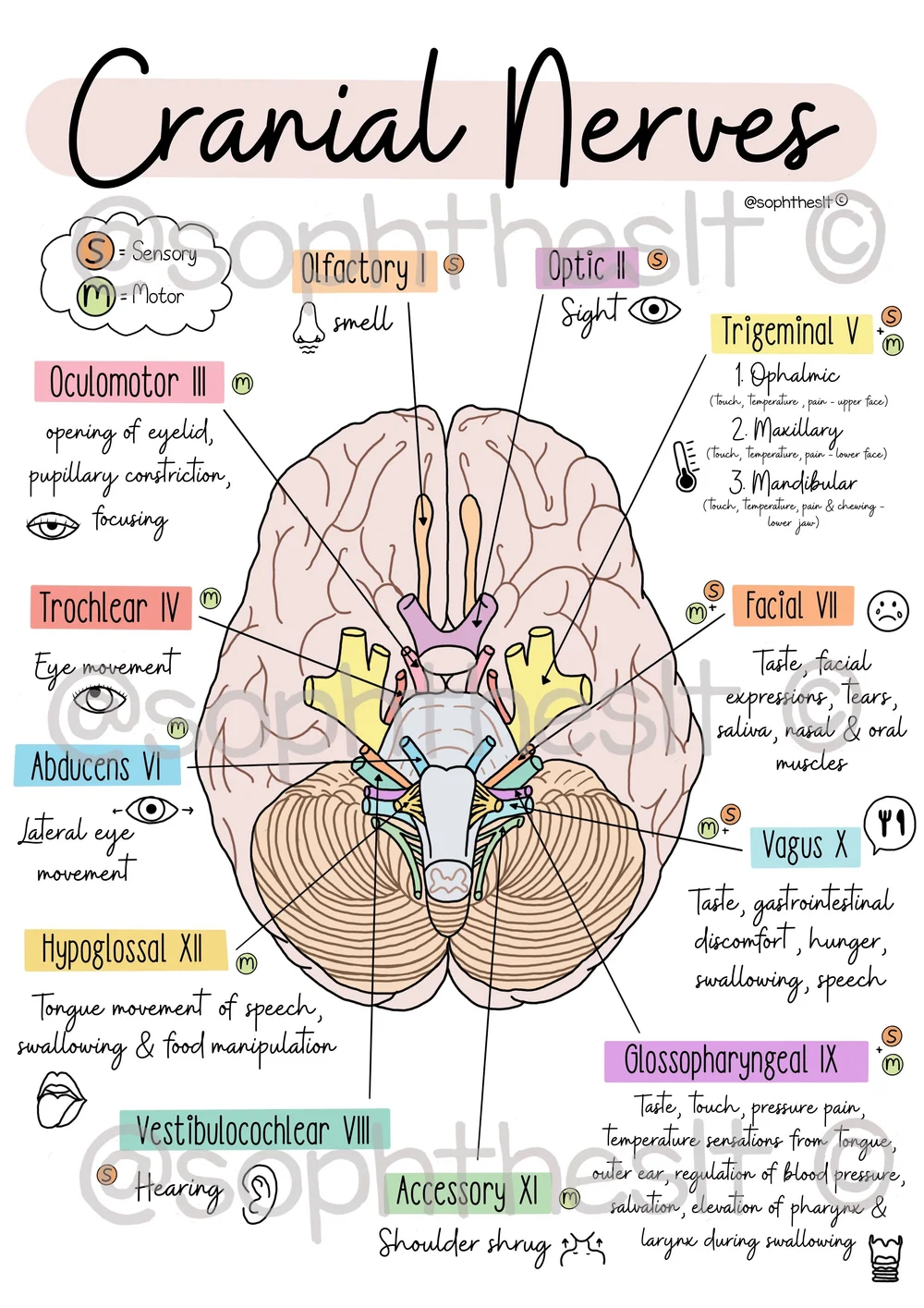 Cranial Nerves (with additional visuals) — Talking Lab